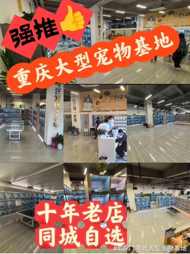 重庆买宠物猫狗哪里便宜？这里实体店选购宠物安全更值得信赖(图1)