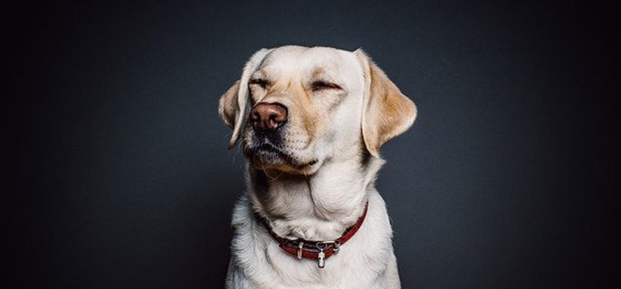 营养狗粮制作方法(图4)