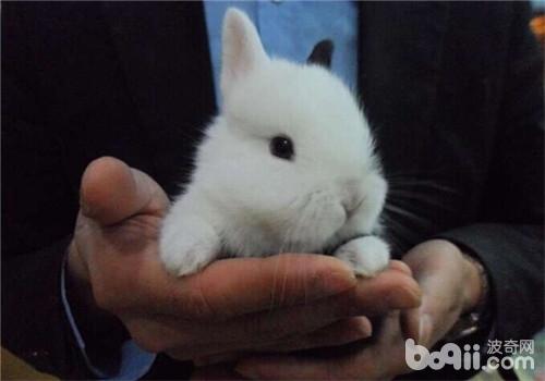 怪物猎人物语166(图1)