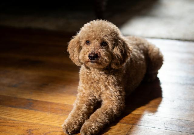 凯锐思狗粮质量安全吗？用数据与真相回应所有质疑(图3)