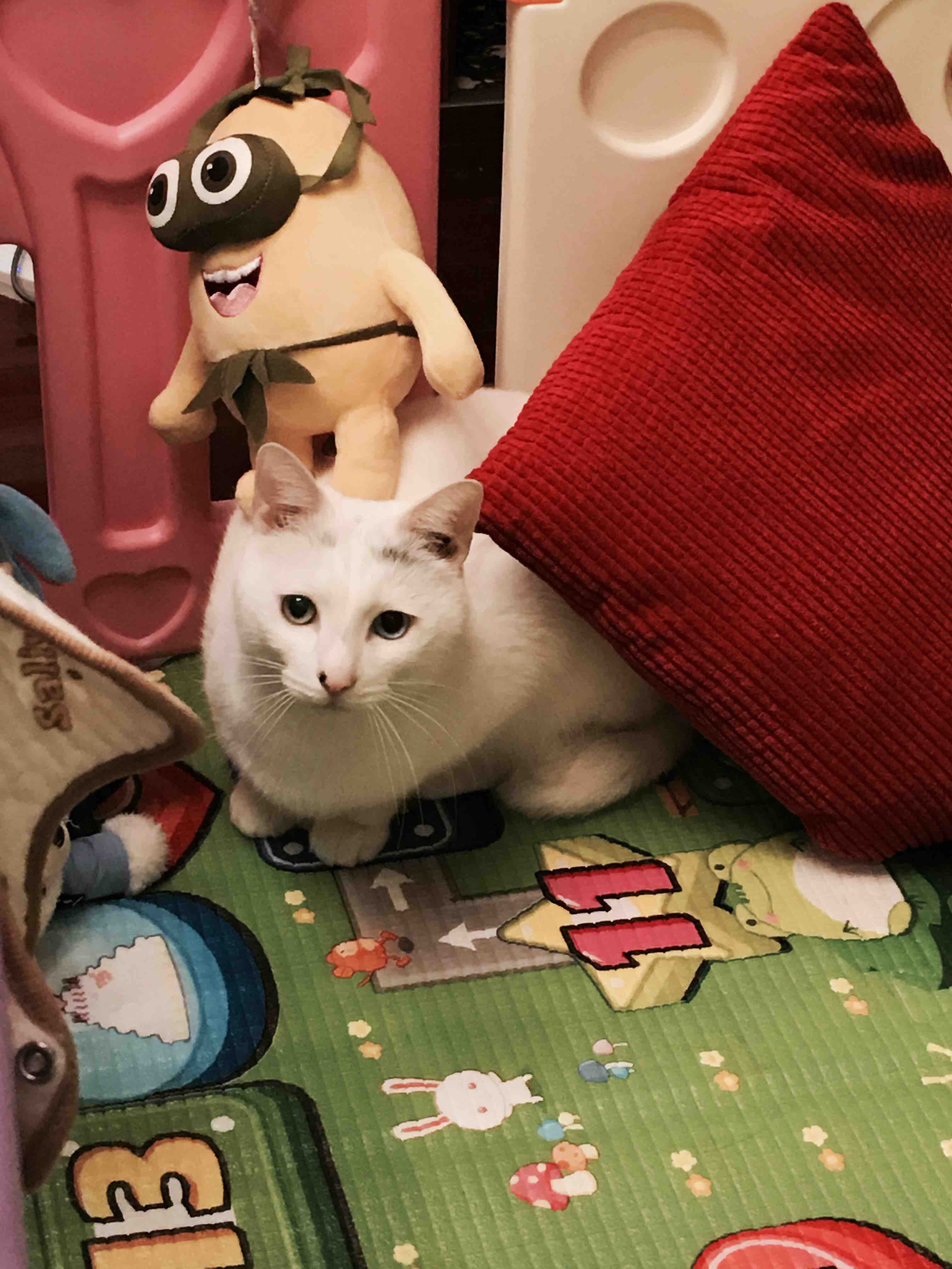 九游体育：法治更多新闻(图1)