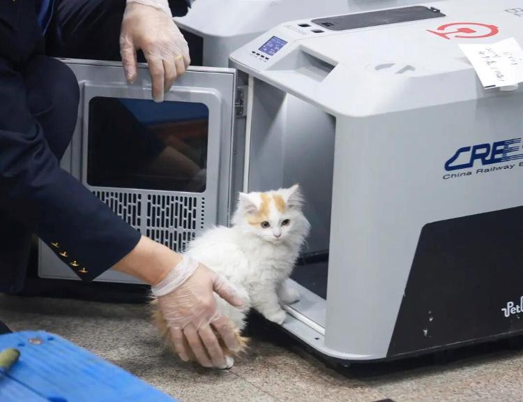 九游app：铁路宠物托运升级 它们可以独自“坐”高铁了(图4)