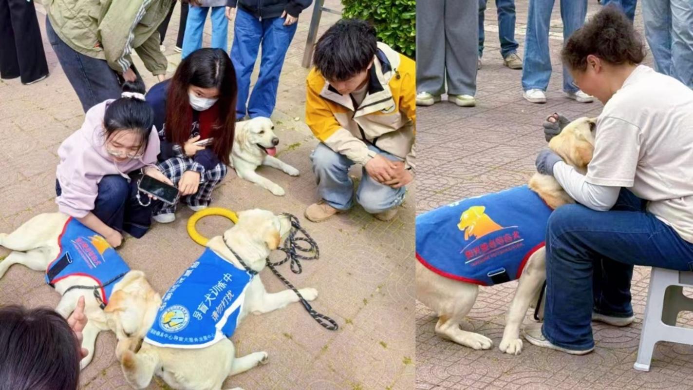 宗濂尚德书院开展治愈犬进校园心理健康教育活动(图1)