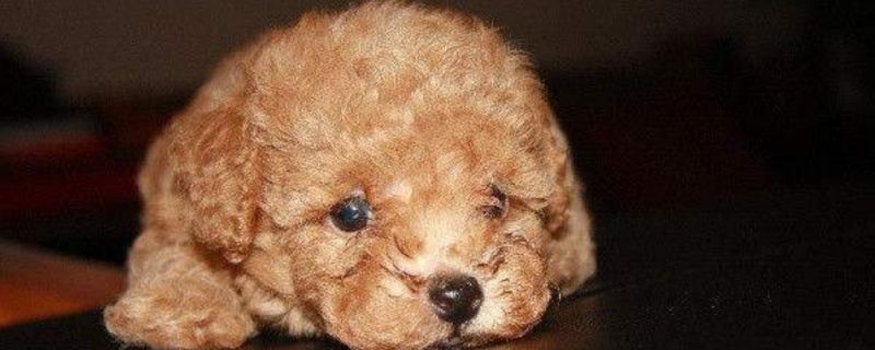 怎么自己给狗做狗粮(图1)