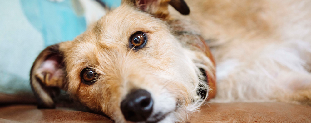 九游app：犬瘟是啥症状(图2)