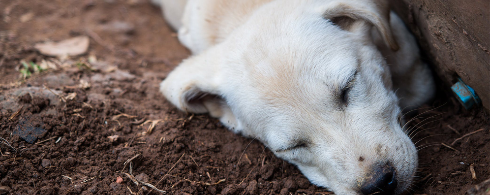 九游app：犬瘟是啥症状(图3)