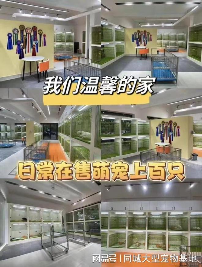 青岛哪里能买到宠物这里同城实体老店宠物健康源头看得见。(图4)