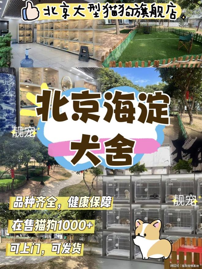 九游官网入口：北京海淀区犬舍猫狗品种齐全北京宠物基地签协议健康有保障(图1)