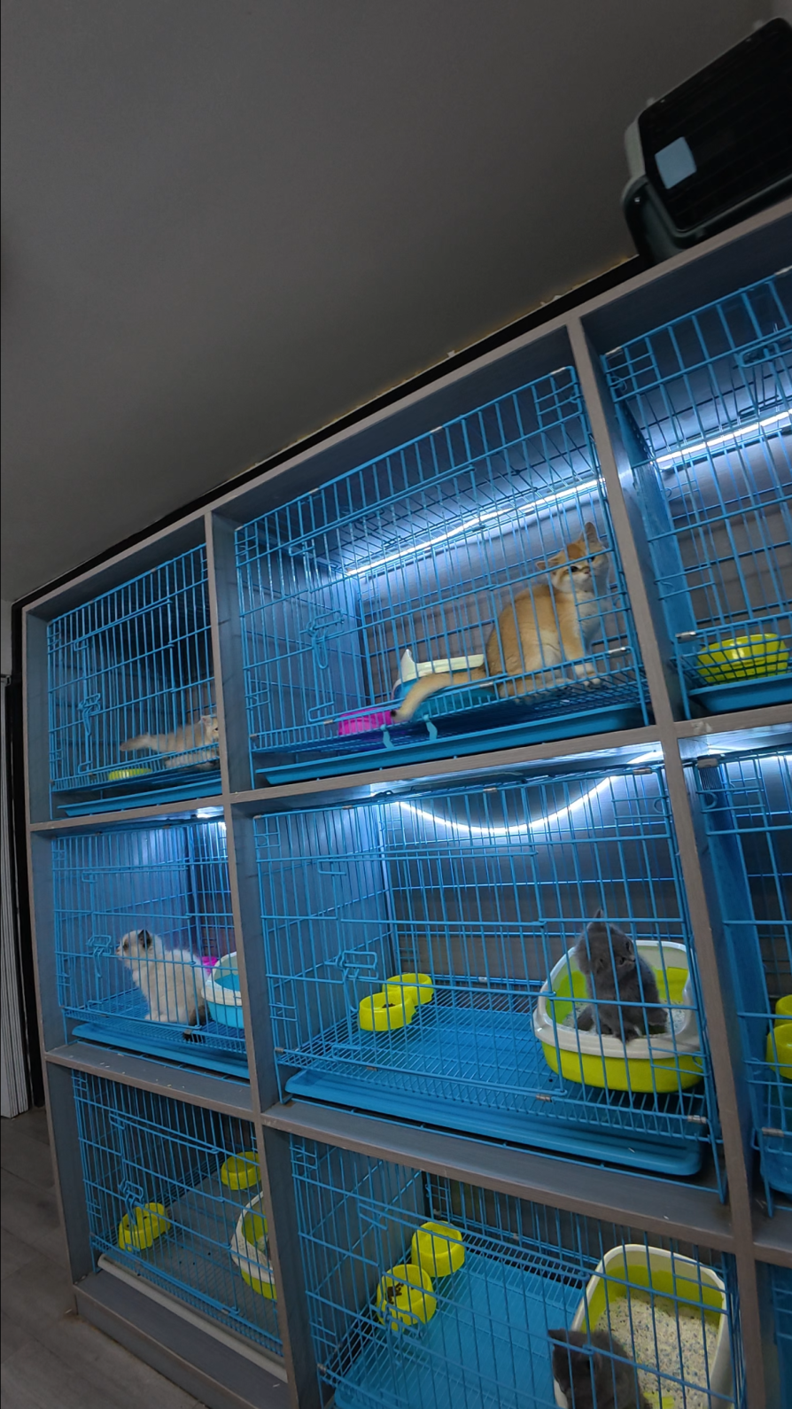 小猫买回家后拉肚子、呕吐 南昌消费者疑似买到“星期宠”陷维权难(图10)