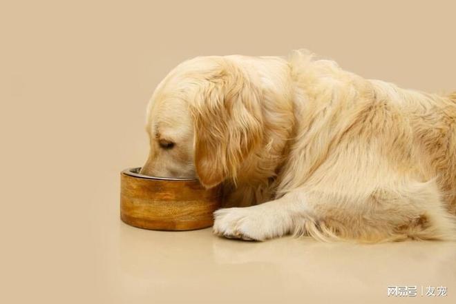 九游体育：国内口碑好的十大金毛犬幼犬狗粮(图2)