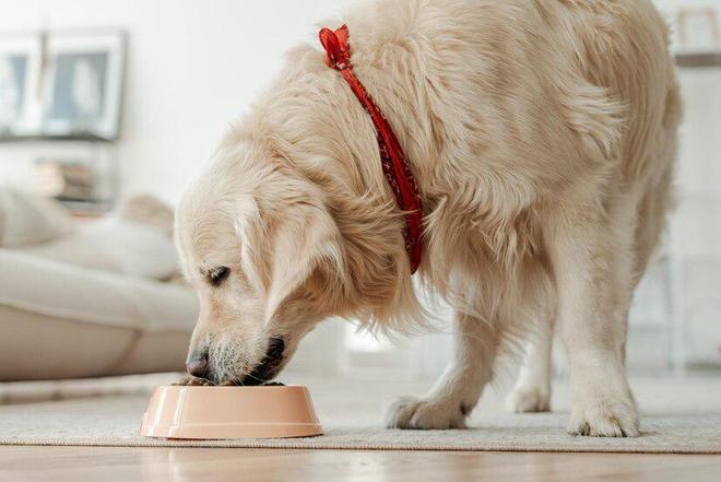 九游体育：国内口碑好的十大金毛犬幼犬狗粮(图9)