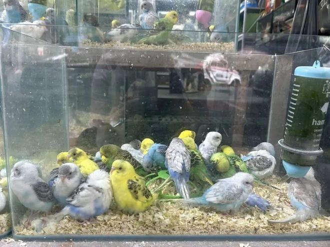 九游体育：女子养鹦鹉20天感染寄生虫辗转3家医院才确诊！专家：定期驱虫避免过度亲密接触(图3)