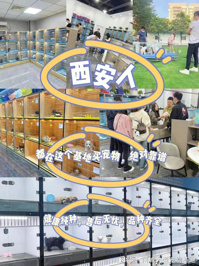 西安买宠物猫狗哪里买靠谱又便宜这家实体店买的放心有安全保障(图1)