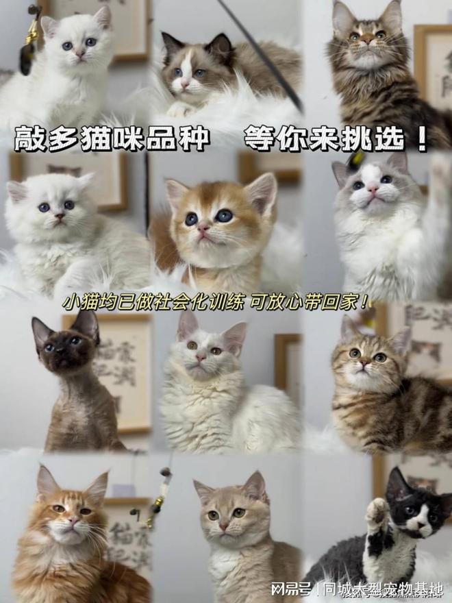 西安买宠物猫狗哪里买靠谱又便宜这家实体店买的放心有安全保障(图3)