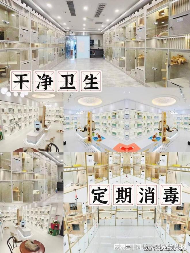 东莞买宠物猫狗最好去哪里买这家实体老店买的放心有安全保障(图2)