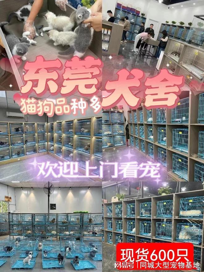 东莞买宠物猫狗最好去哪里买这家实体老店买的放心有安全保障(图1)