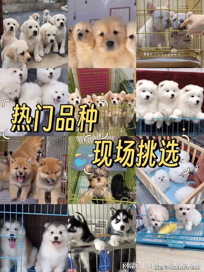 东莞买宠物猫狗最好去哪里买这家实体老店买的放心有安全保障(图3)