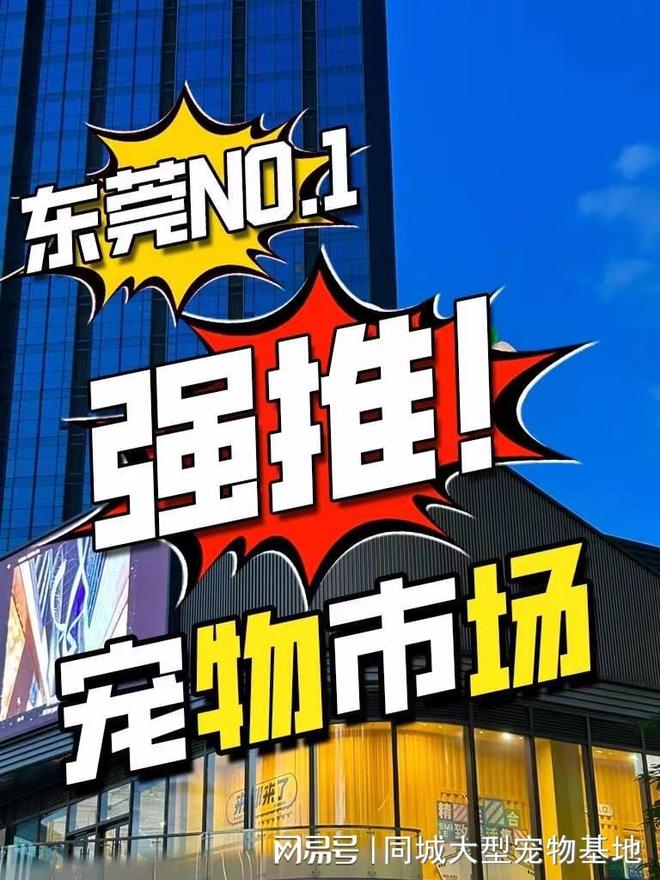 九游app：东莞买宠物猫狗哪里便宜东莞这家实体老店买的放心有安全保障(图1)