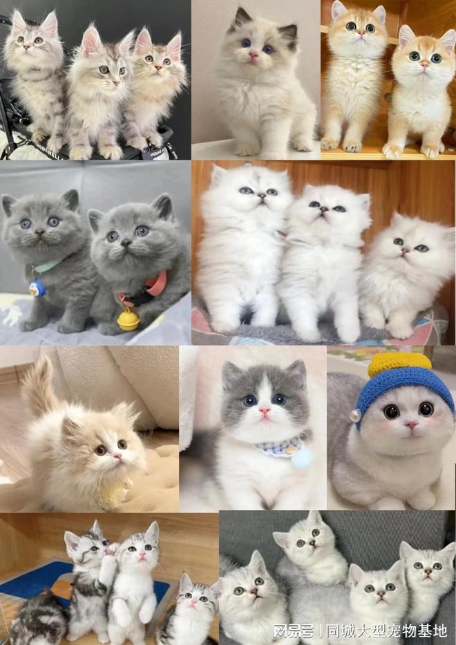 九游app：东莞买宠物猫狗哪里便宜东莞这家实体老店买的放心有安全保障(图3)