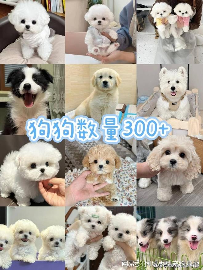 九游app：东莞买宠物猫狗哪里便宜东莞这家实体老店买的放心有安全保障(图2)