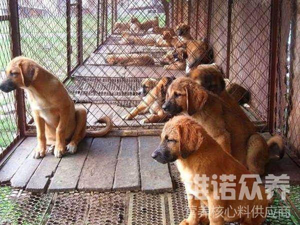 狗粮原料是怎么做的？自制狗粮核心料配方(图1)