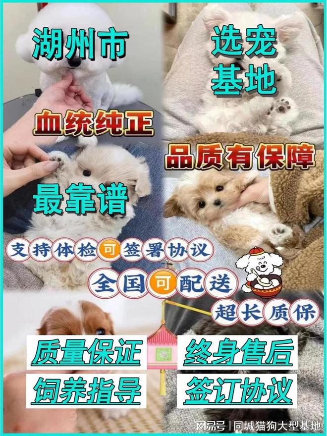 湖州哪里有正规犬舍猫舍这家实体老店敢质保每只宠物都包健康。(图1)