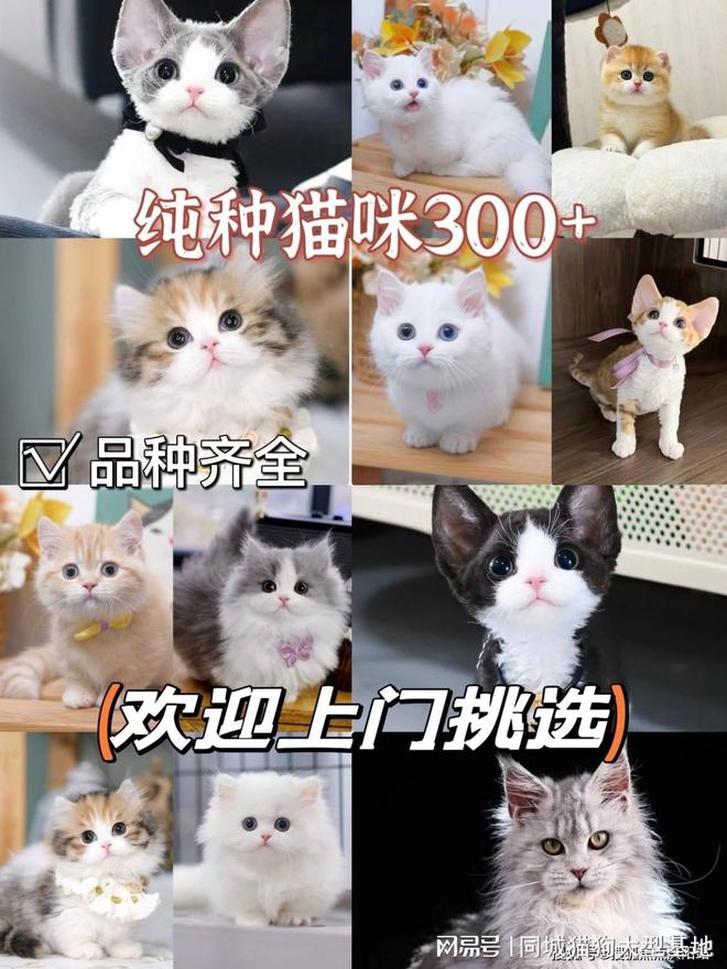 湖州哪里有正规犬舍猫舍这家实体老店敢质保每只宠物都包健康。(图3)