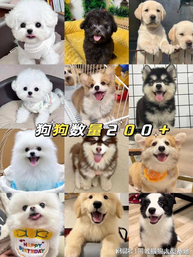 湖州哪里有正规犬舍猫舍这家实体老店敢质保每只宠物都包健康。(图2)