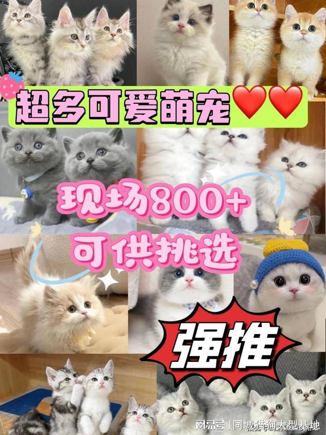 福州买猫狗的地方在哪里这家实体老店敢质保每只宠物都包健康。(图3)