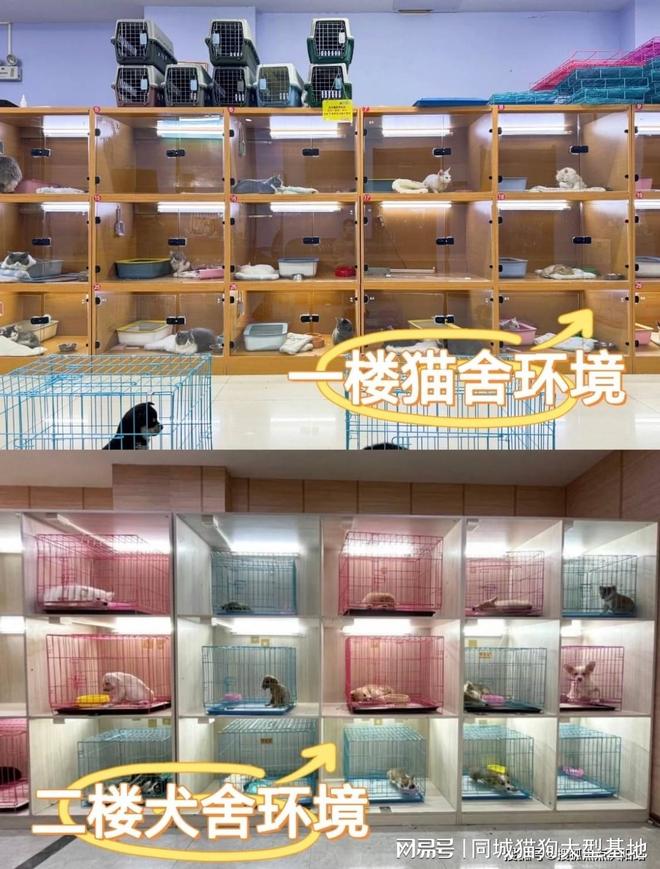 福州买猫狗的地方在哪里这家实体老店敢质保每只宠物都包健康。(图4)