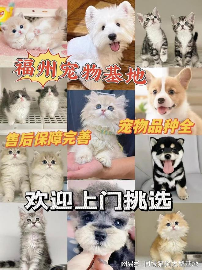 福州买猫狗的地方在哪里这家实体老店敢质保每只宠物都包健康。(图1)