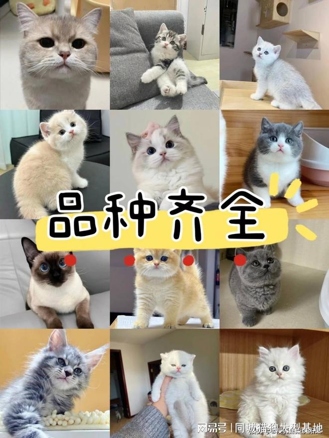 常州目前哪里有狗市猫市这家实体老店敢质保每只宠物都包健康。(图2)