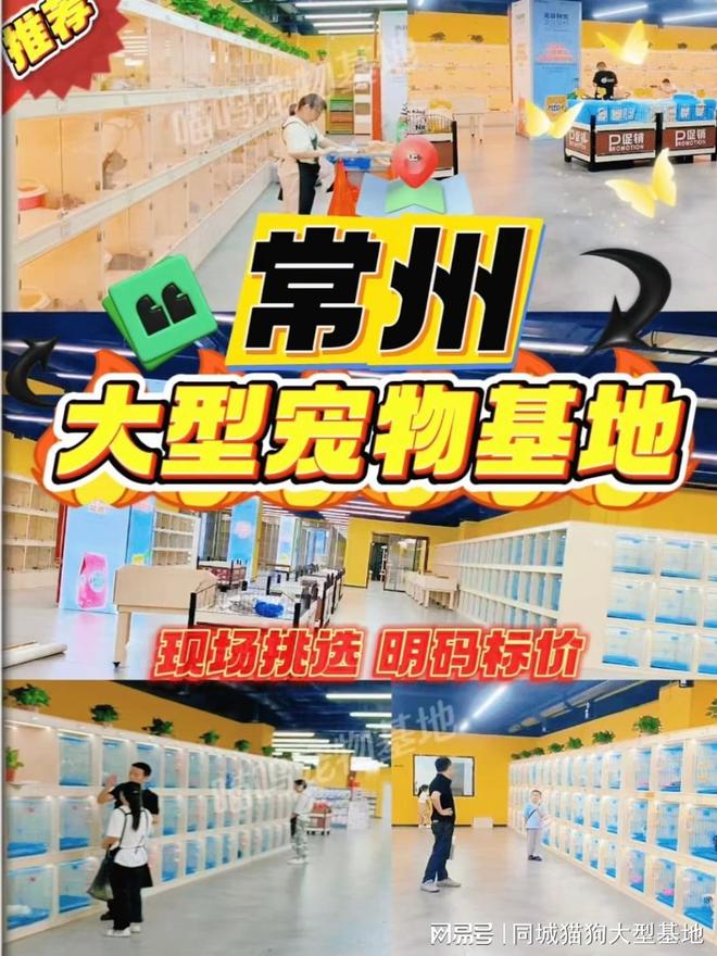 常州目前哪里有狗市猫市这家实体老店敢质保每只宠物都包健康。(图1)