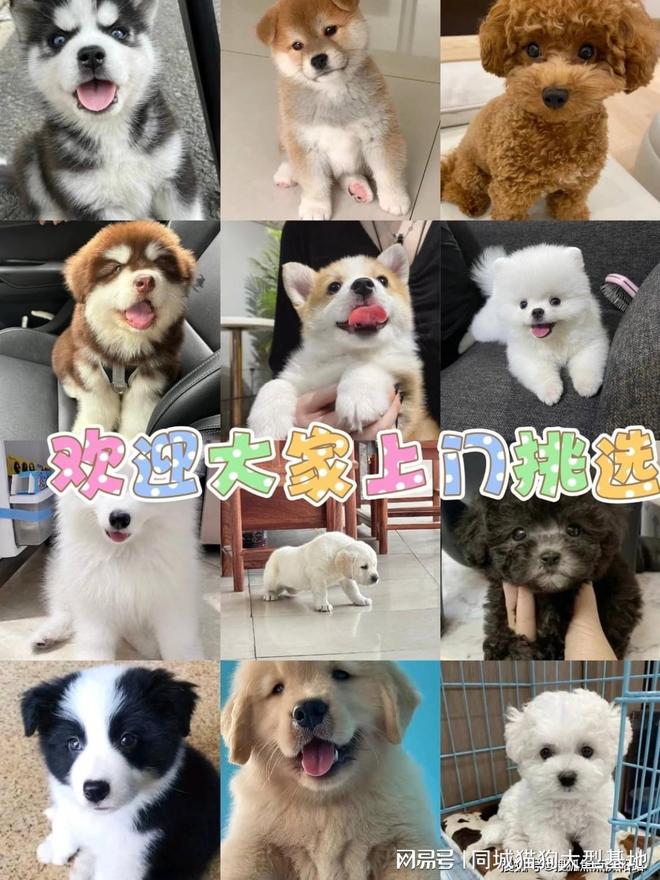 常州目前哪里有狗市猫市这家实体老店敢质保每只宠物都包健康。(图3)