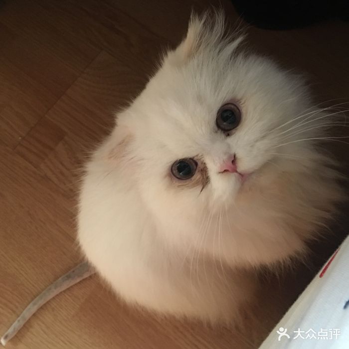 七十余年技术沉淀探寻咖啡风味密码飞利浦咖啡机新3系全新亮相(图1)