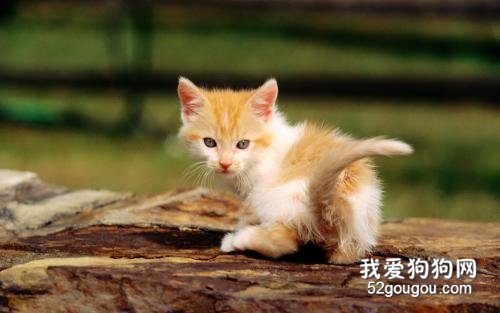 2026年宠物突发就医与日常养护需求激增三家宠物健康养护中心服务模式解析(图1)