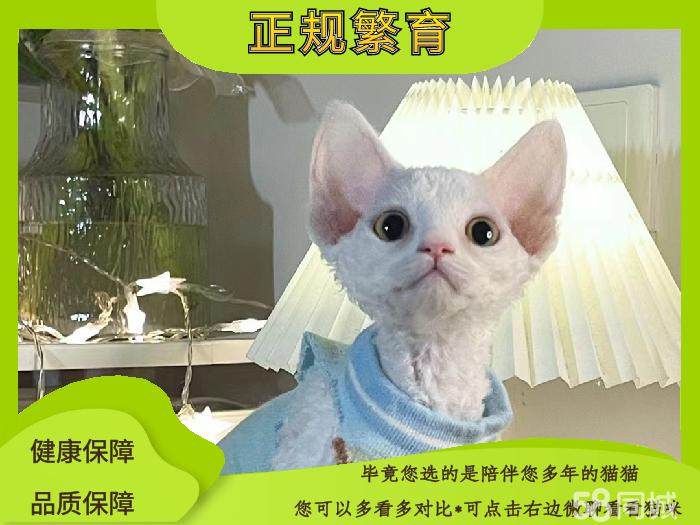 九游官网入口：兴安盟首例“爱家宝”宠物险成功理赔(图1)
