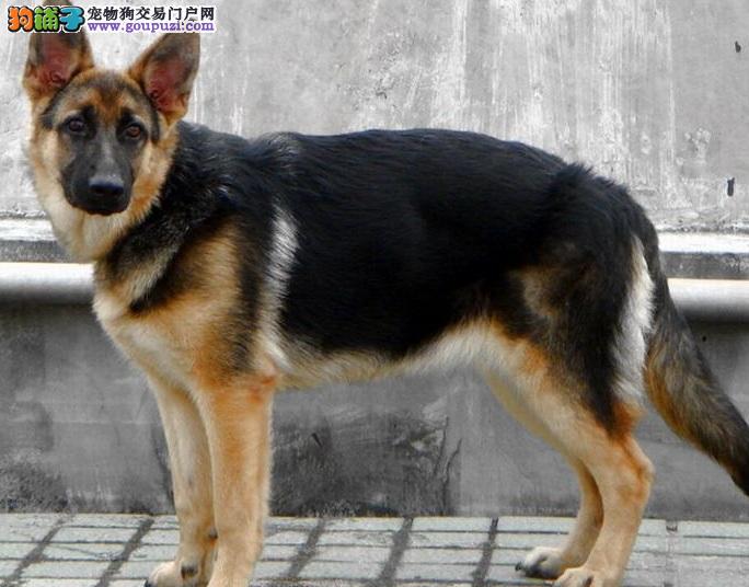 2026年值得关注的犬粮品牌梳理选购参考(图1)