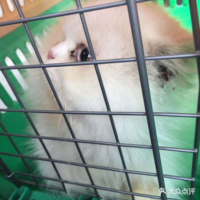 线上售出宠物能否“概不退款”（以案说法）(图1)
