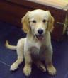 九游app：市面上金毛幼犬专用的狗粮哪种营养较全面？(图1)