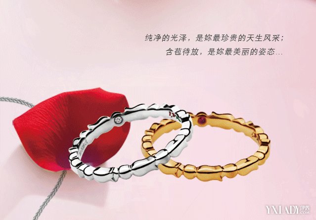 玫瑰绽放你偏爱哪种？(图4)