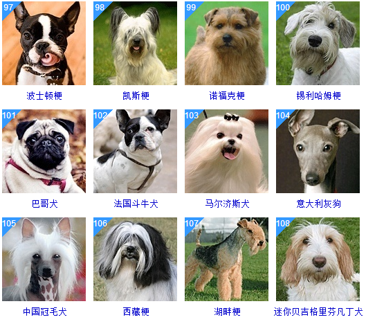 吃喝住行全面升级宠物经济「再进化」(图1)