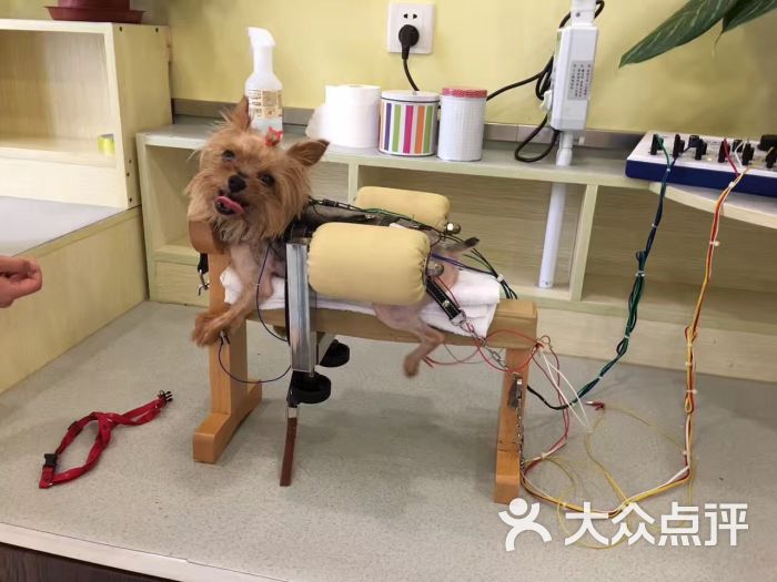 宠物监测设备实时数据（二）(图1)