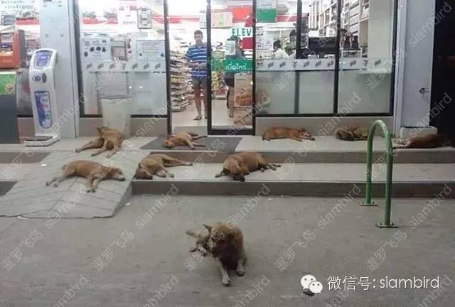 九游体育：盘点2016年度泰国最感人动物总有一款能触动你心(图4)