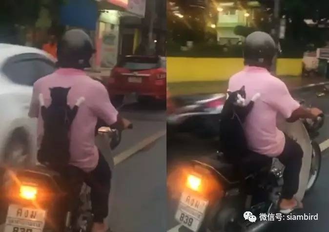 九游体育：盘点2016年度泰国最感人动物总有一款能触动你心(图6)