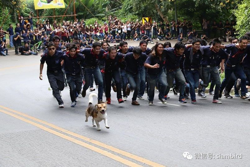 九游体育：盘点2016年度泰国最感人动物总有一款能触动你心(图16)