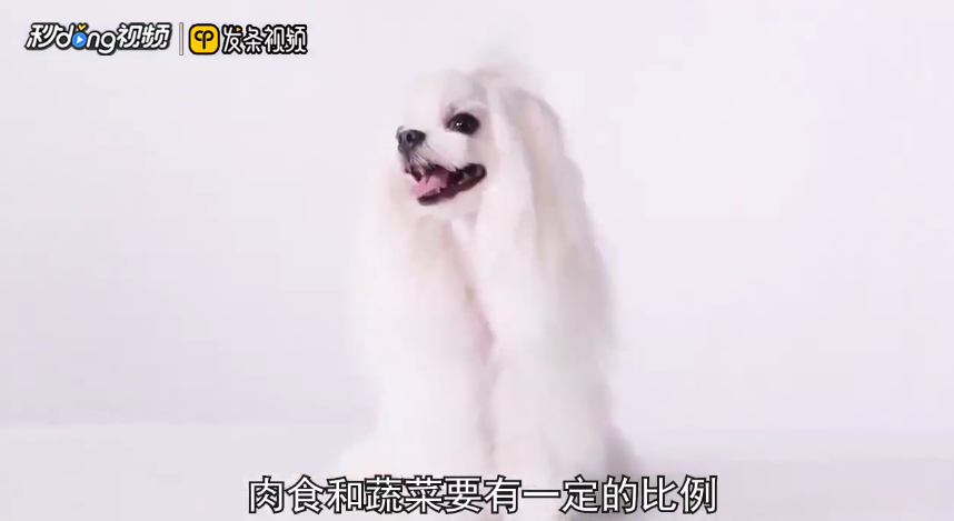 自制狗粮怎么做？自制狗粮的做法介绍？(图1)